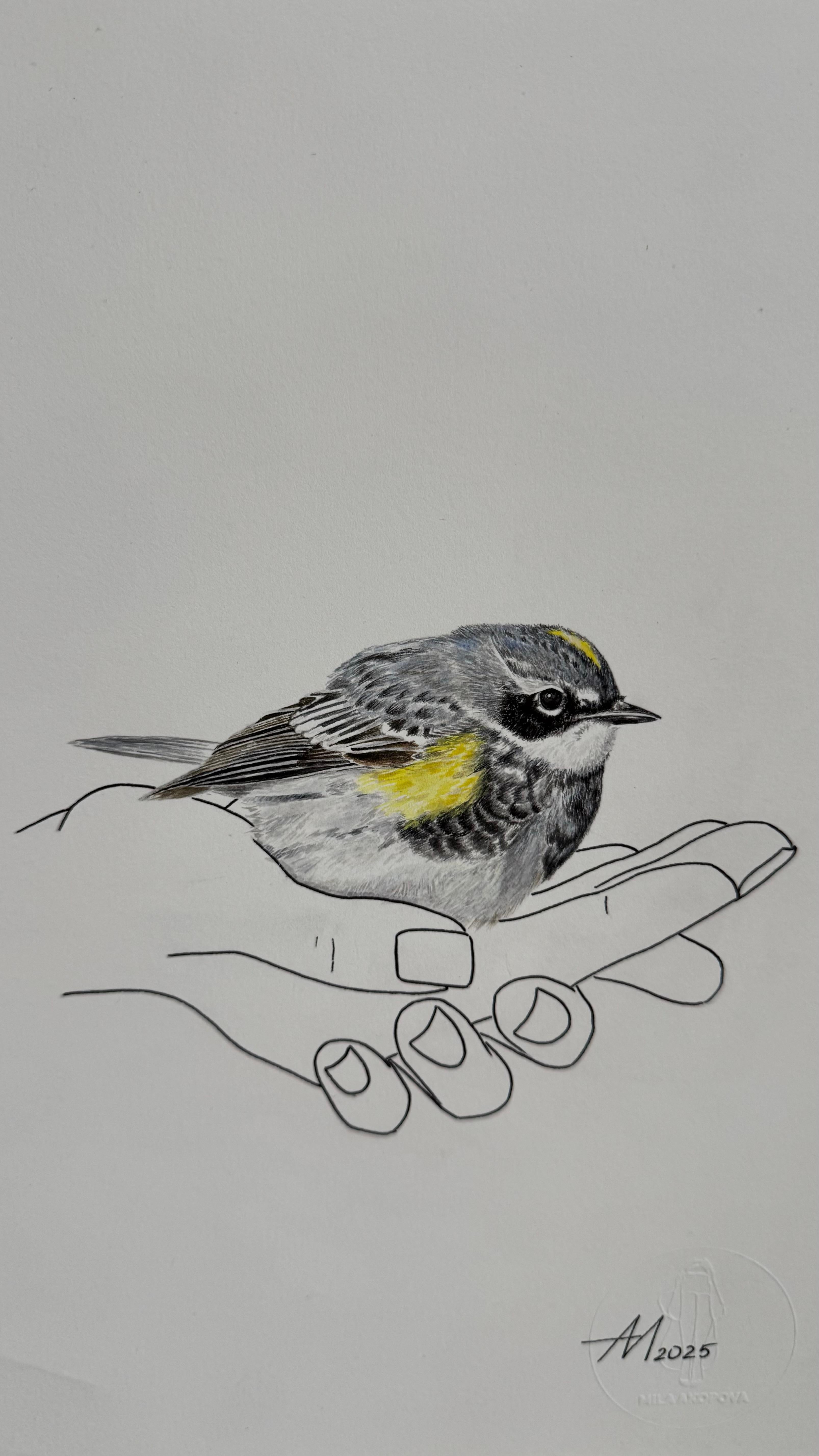 Donde descansan las alas - dibujo lineal de unas manos con un pájaro curruca rabilarga - Painting de Mila Akopova