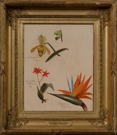 "Two Orchids and a Bird of Paradise" William Jacob Hays, Western American Floral