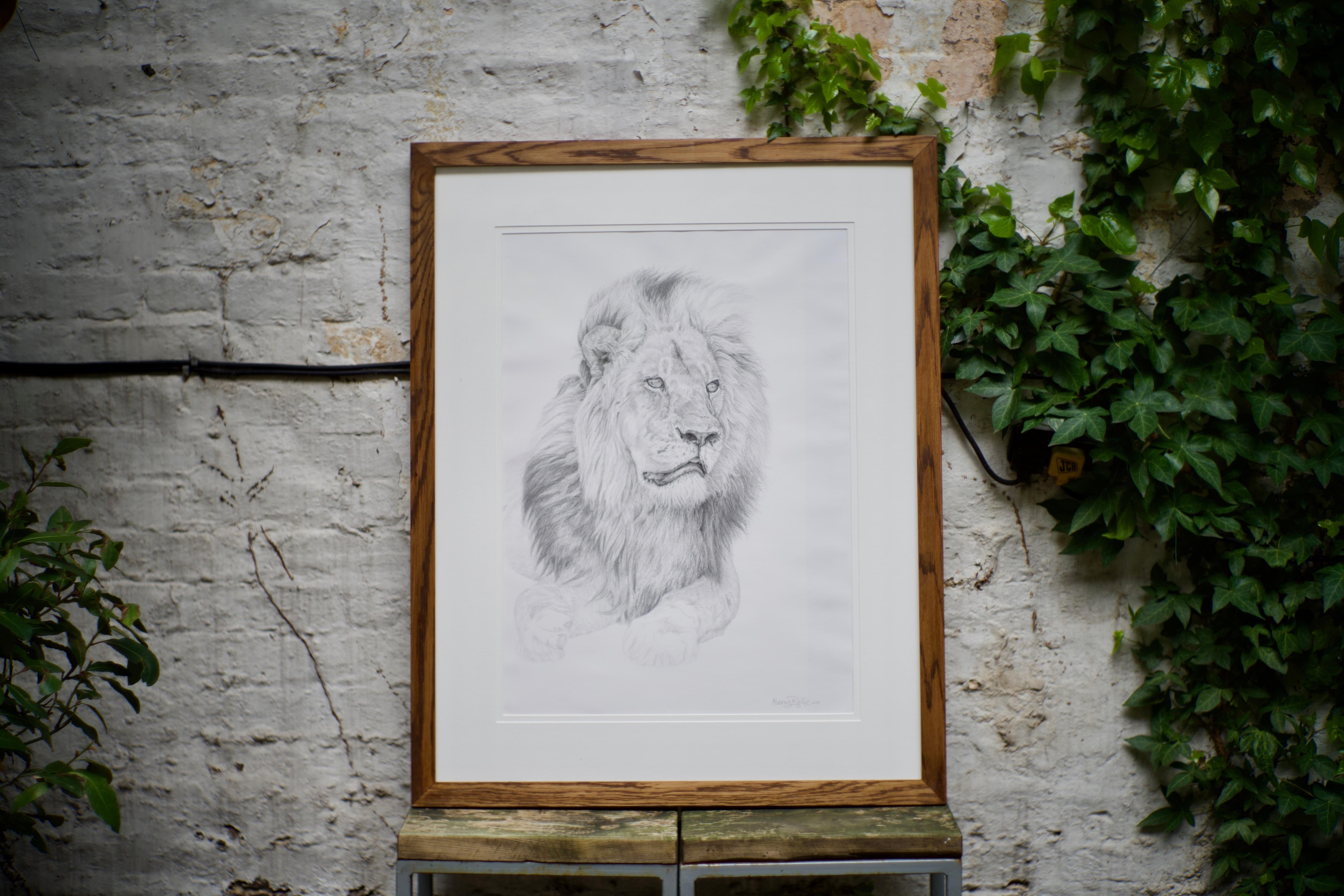 Study of a Lion - Wildlife, Drawing, Contemporary, Lion, Realist - Art by Murray Ralfe