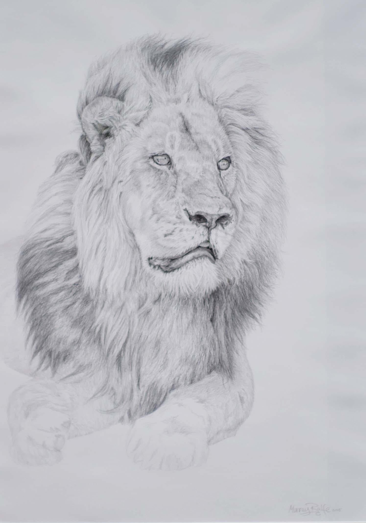 Murray Ralfe Animal Art - Study of a Lion - Wildlife, Drawing, Contemporary, Lion, Realist