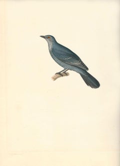 19th C Frenc Old Master Drawing Watercolor Nicolas Huet II Bird