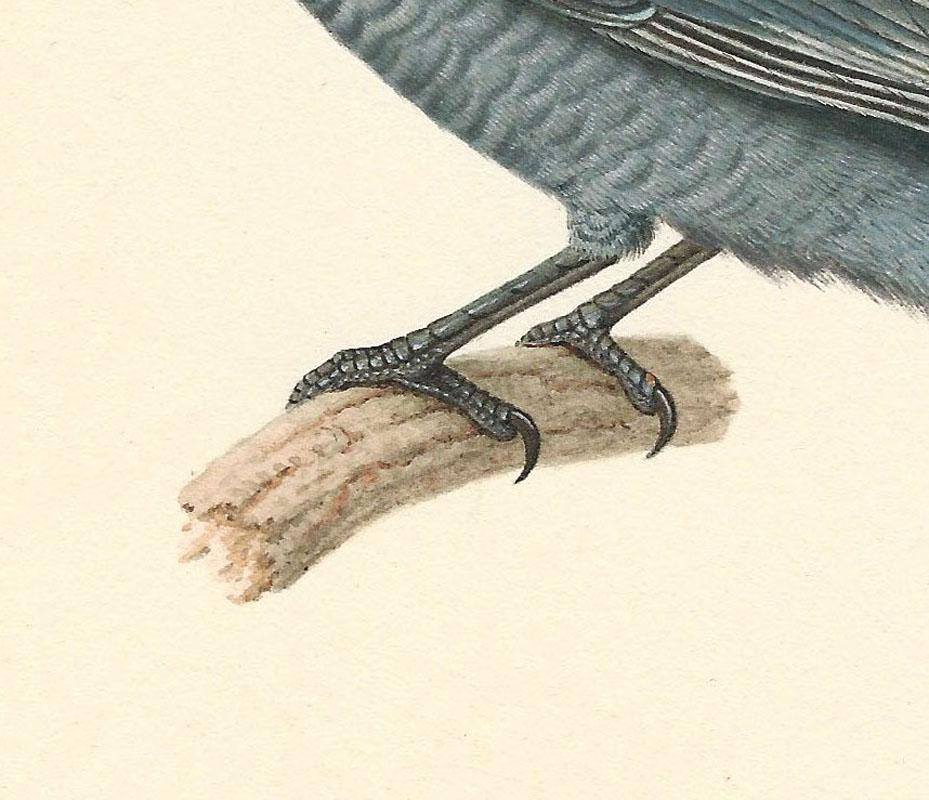 Nicolas Huet II (1770-1828)

A Female Lesser Cuckooshrike on a Branch

Pencil, watercolour, bodycolour, on wove paper, sheet size 486 x 342 mm (19.1 x 13.5 inch); dimensions of bird 130 x 145 mm (5.1 x 5.7 inch)

Provenance
- Comte Henri Coustant