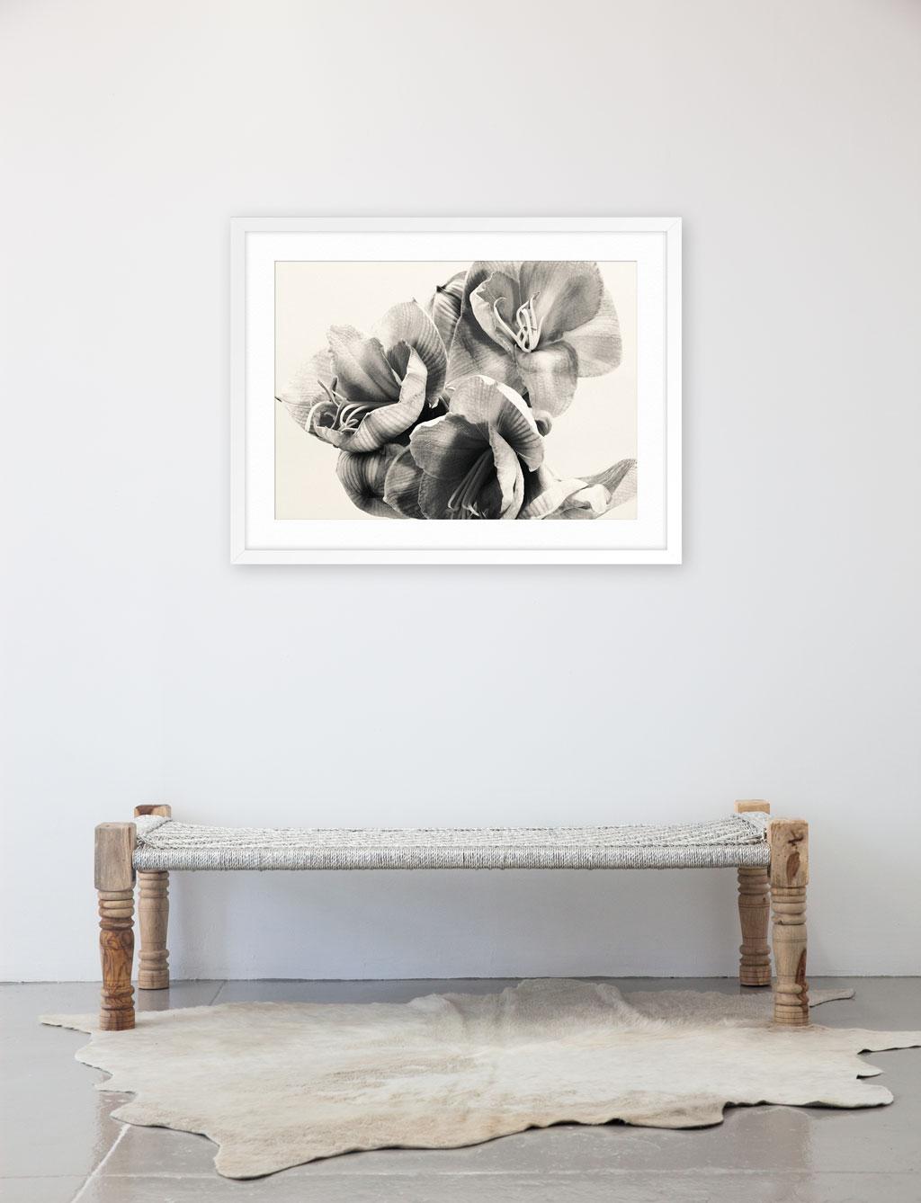 Amaryllis - Print by Adrian Samson