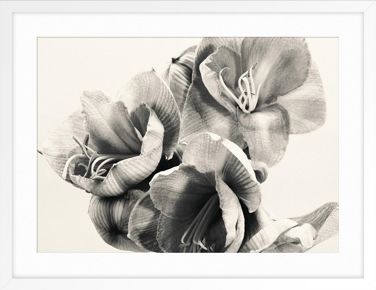 Amaryllis (Grau), Still-Life Print, von Adrian Samson