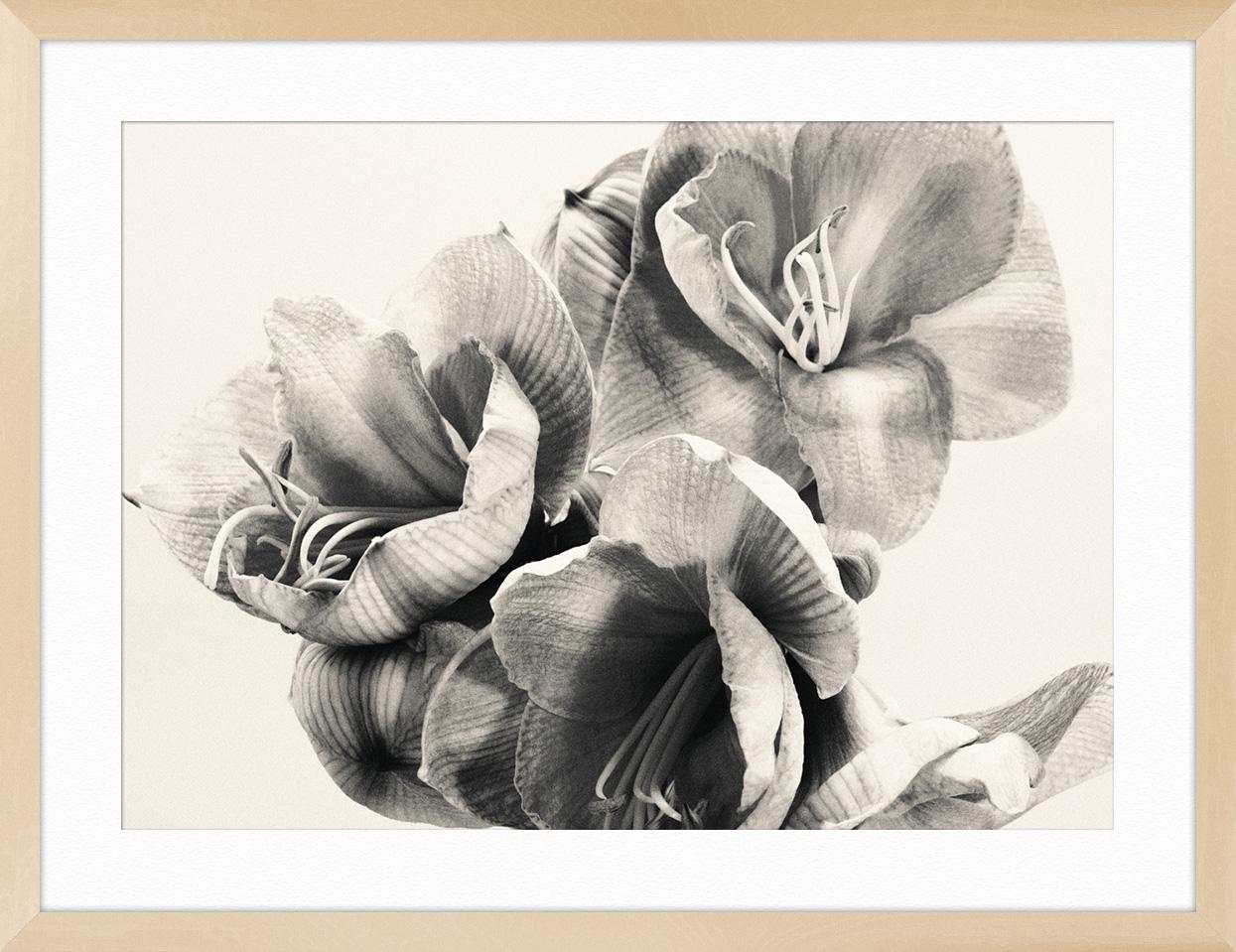 Amaryllis - Gray Still-Life Print by Adrian Samson