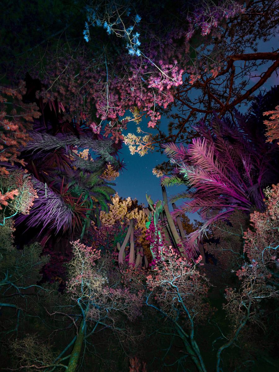 Illuminated Dendrology - Entropic Jungle