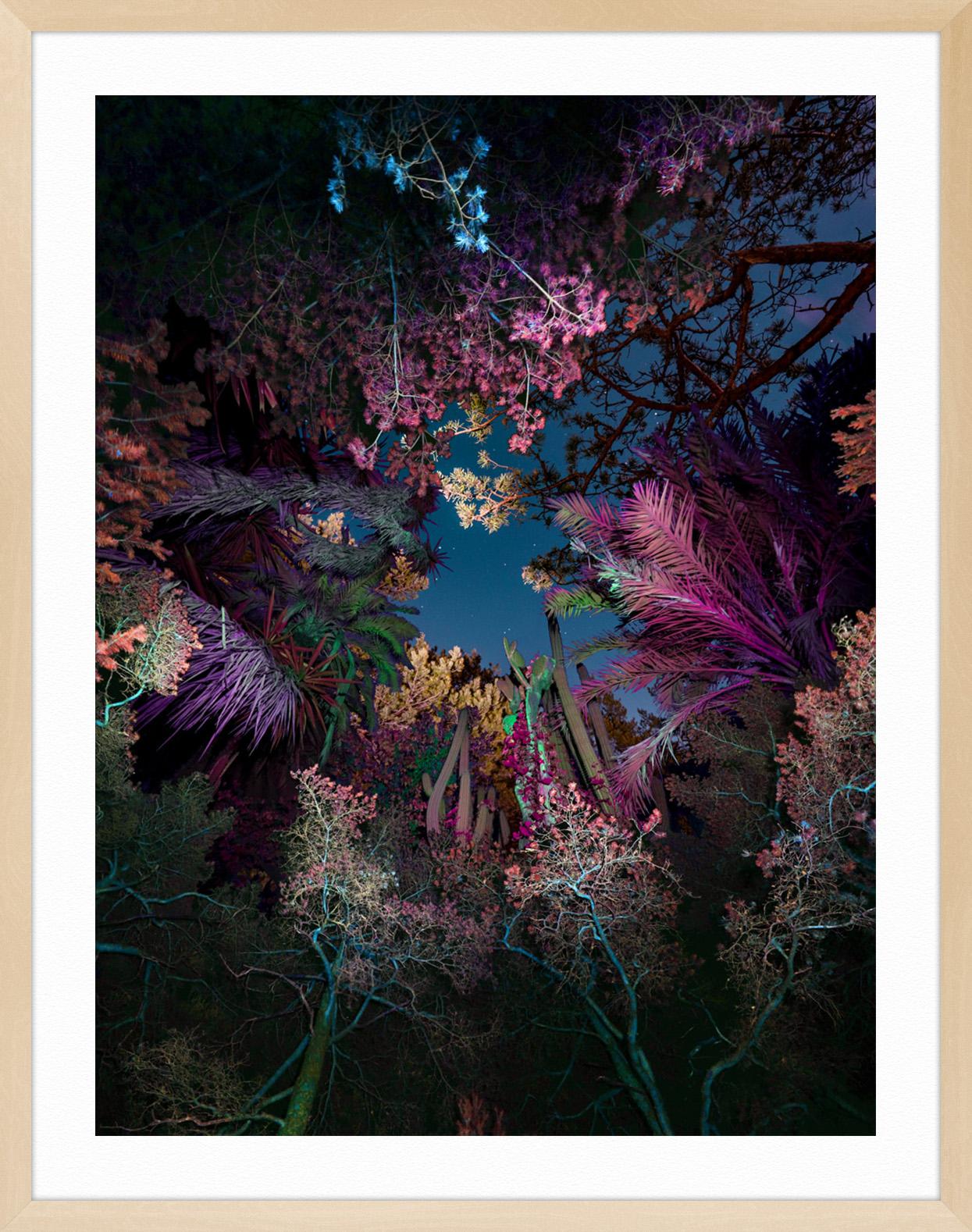 Illuminated Dendrology - Entropic Jungle - Black Landscape Print by Linda Westin