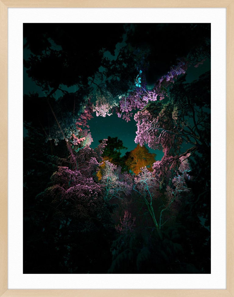 Linda Westin - Illuminated Dendrology - Pink Matter For Sale at 1stDibs