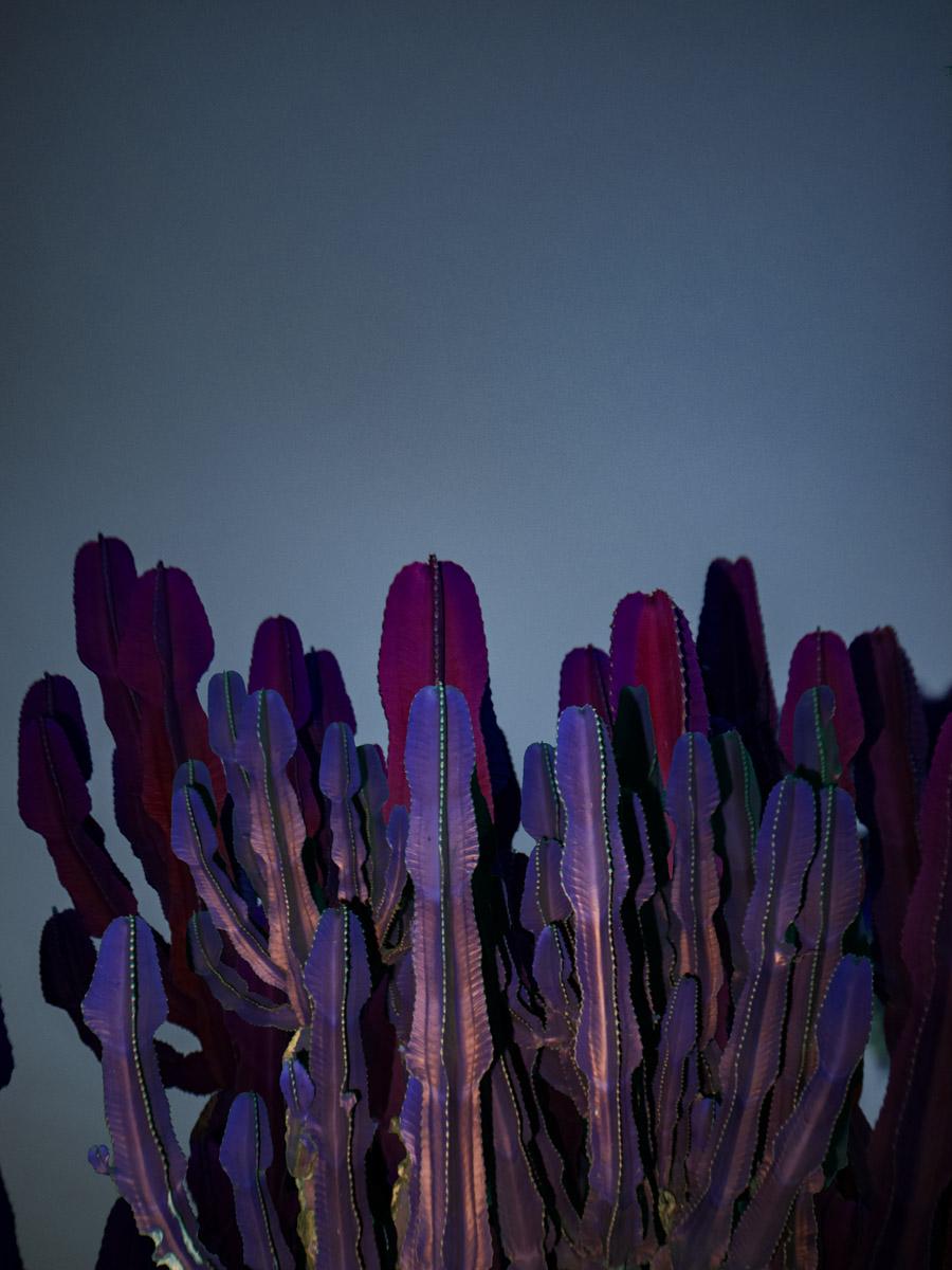 Illuminated Dendrology - Purple Fractals