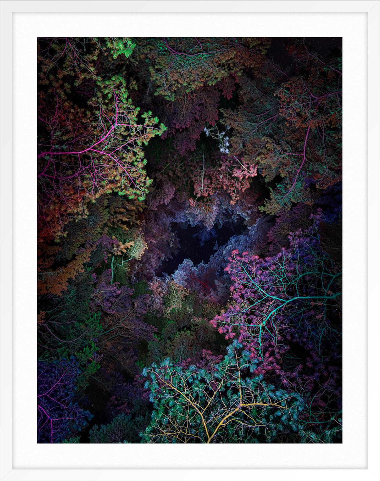 Dendrología Iluminada - Túnel 1 - Landscape Print Negro de Linda Westin