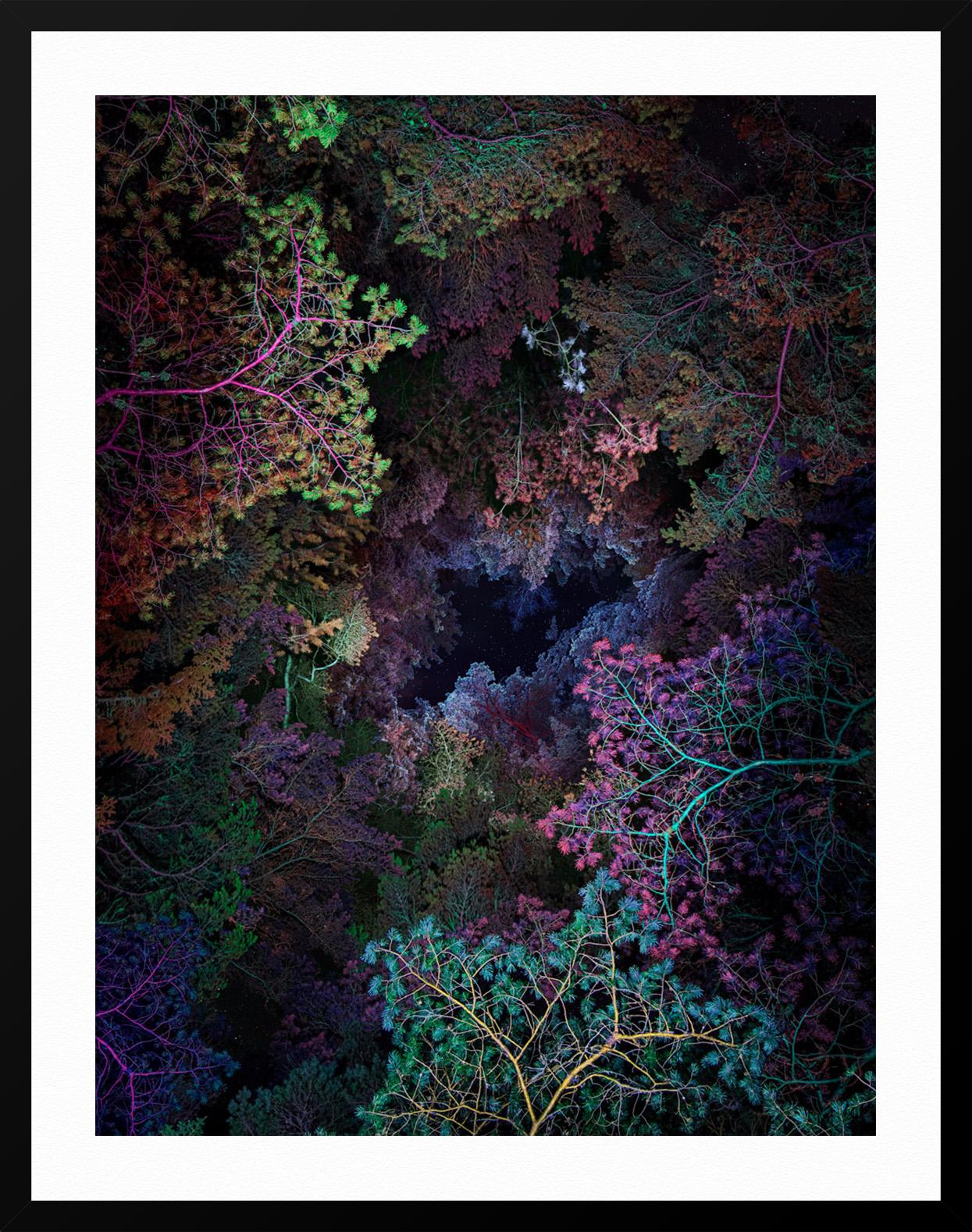 Illuminated Dendrology - Tunneling 1 - Black Landscape Print by Linda Westin