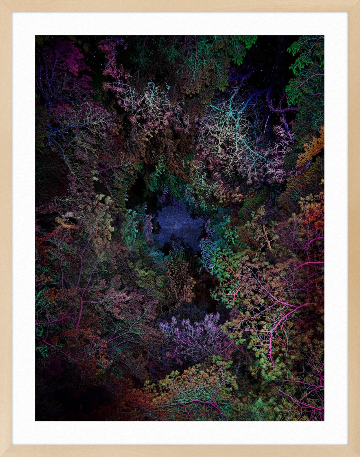 Illuminated Dendrology - Tunneling 3 - Black Landscape Print by Linda Westin