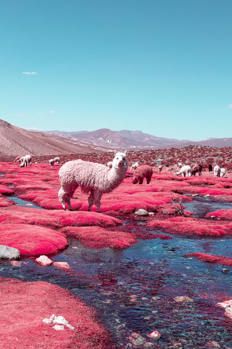 Paolo Pettigiani Color Photograph - Infrared Peru