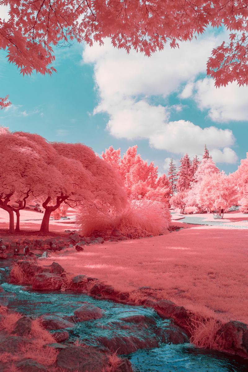 Paolo Pettigiani Landscape Print - Infrared Garden