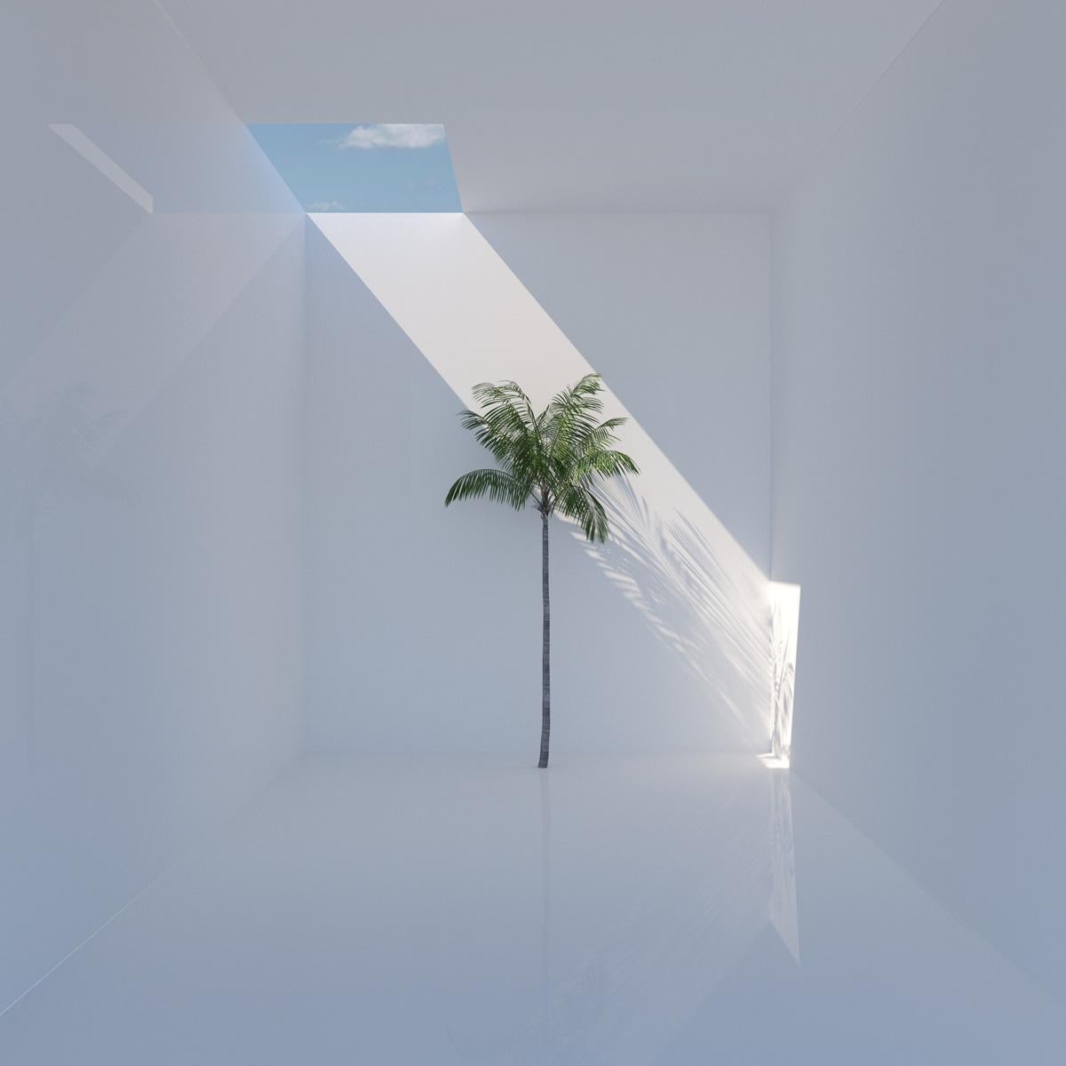 Samuel Escobar Landscape Photograph - Single Palm 1
