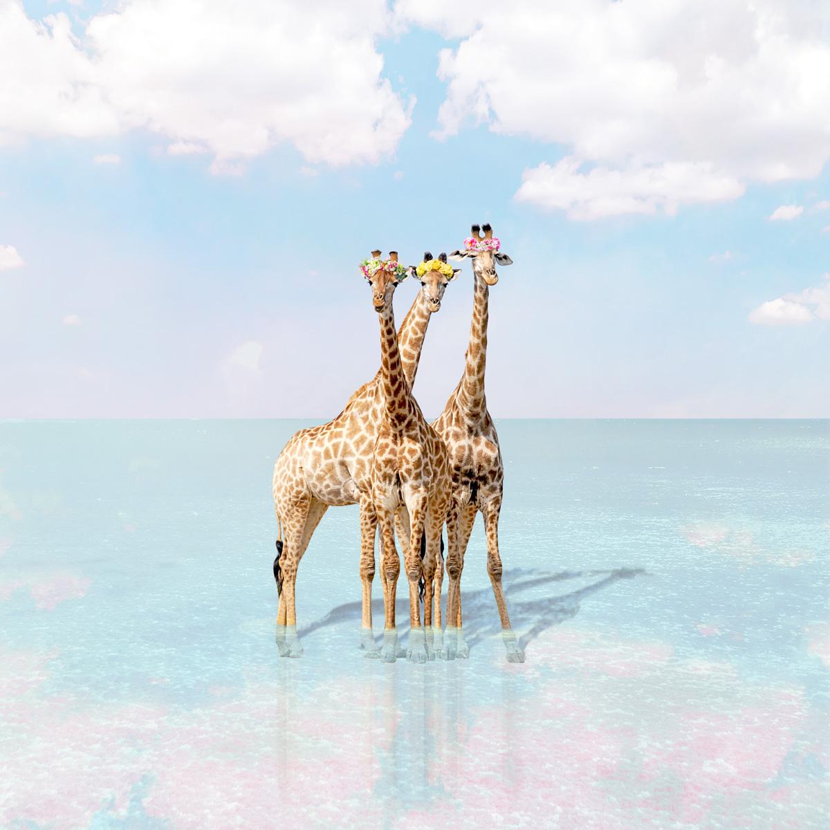 Erin Summer Color Photograph - Giraffe Bay