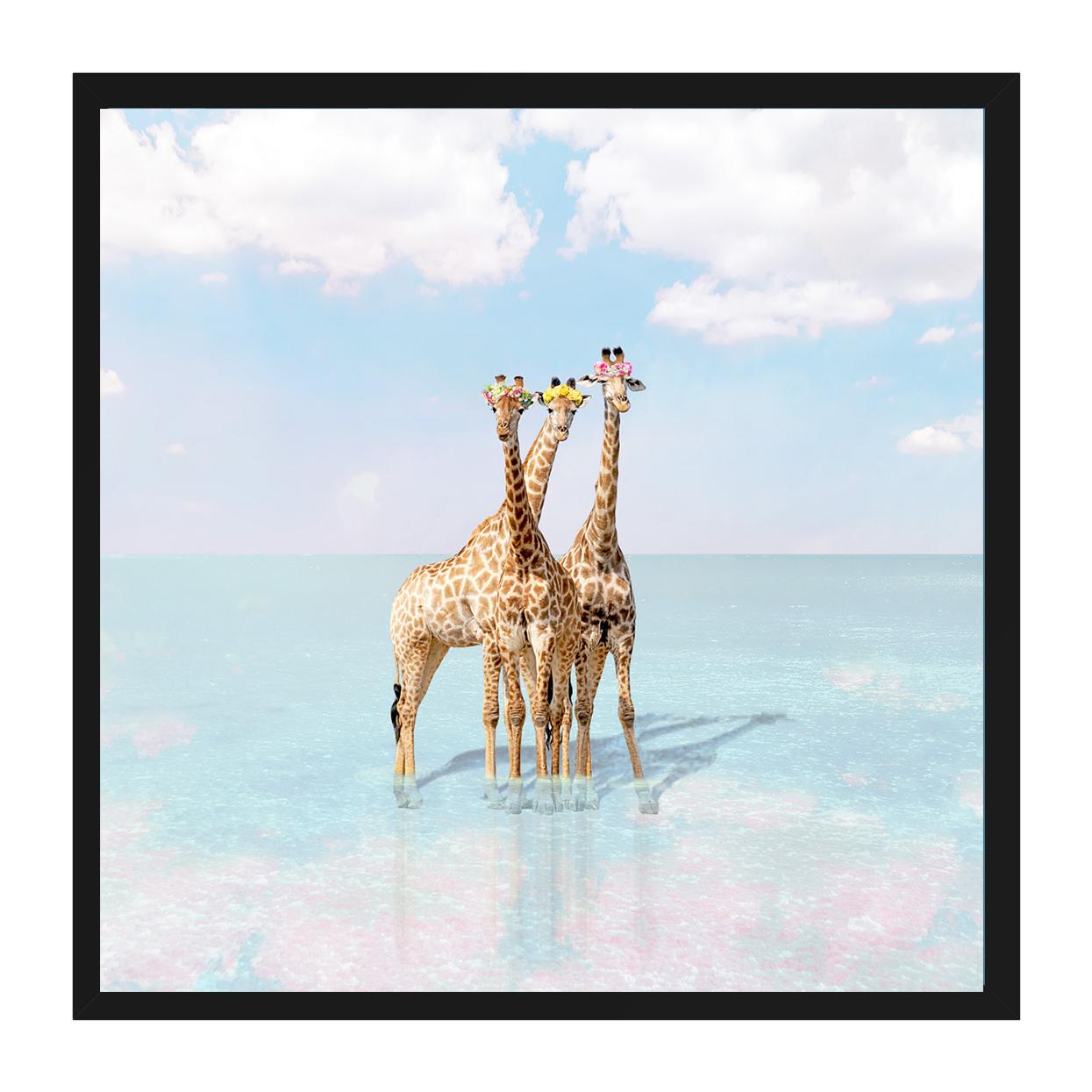 Giraffe Bay - Gray Color Photograph by Erin Summer