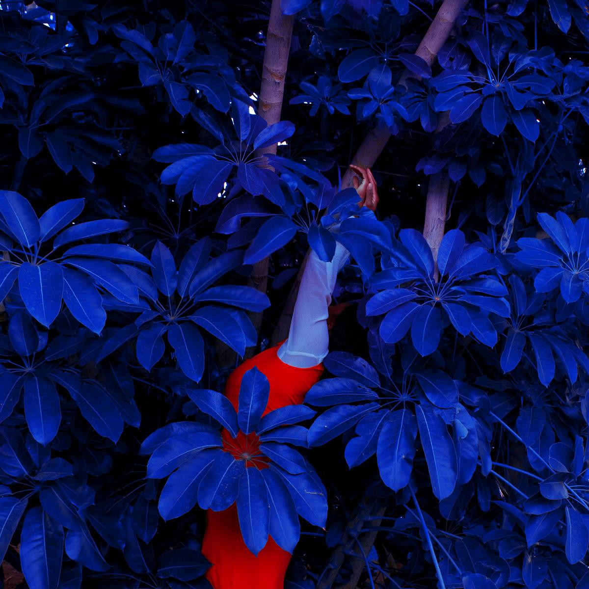 Fares Micue Figurative Photograph - Blue Jungle