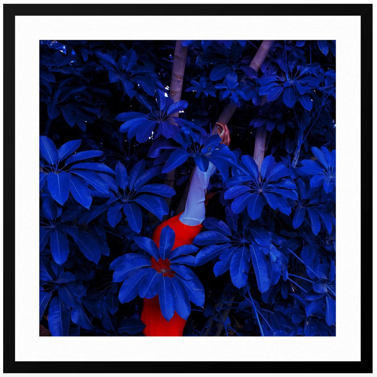 Blue Jungle - Black Figurative Photograph by Fares Micue
