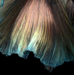 Symphony no. 9 : photography on glossy paper, portrait of nature, fish, vibrant