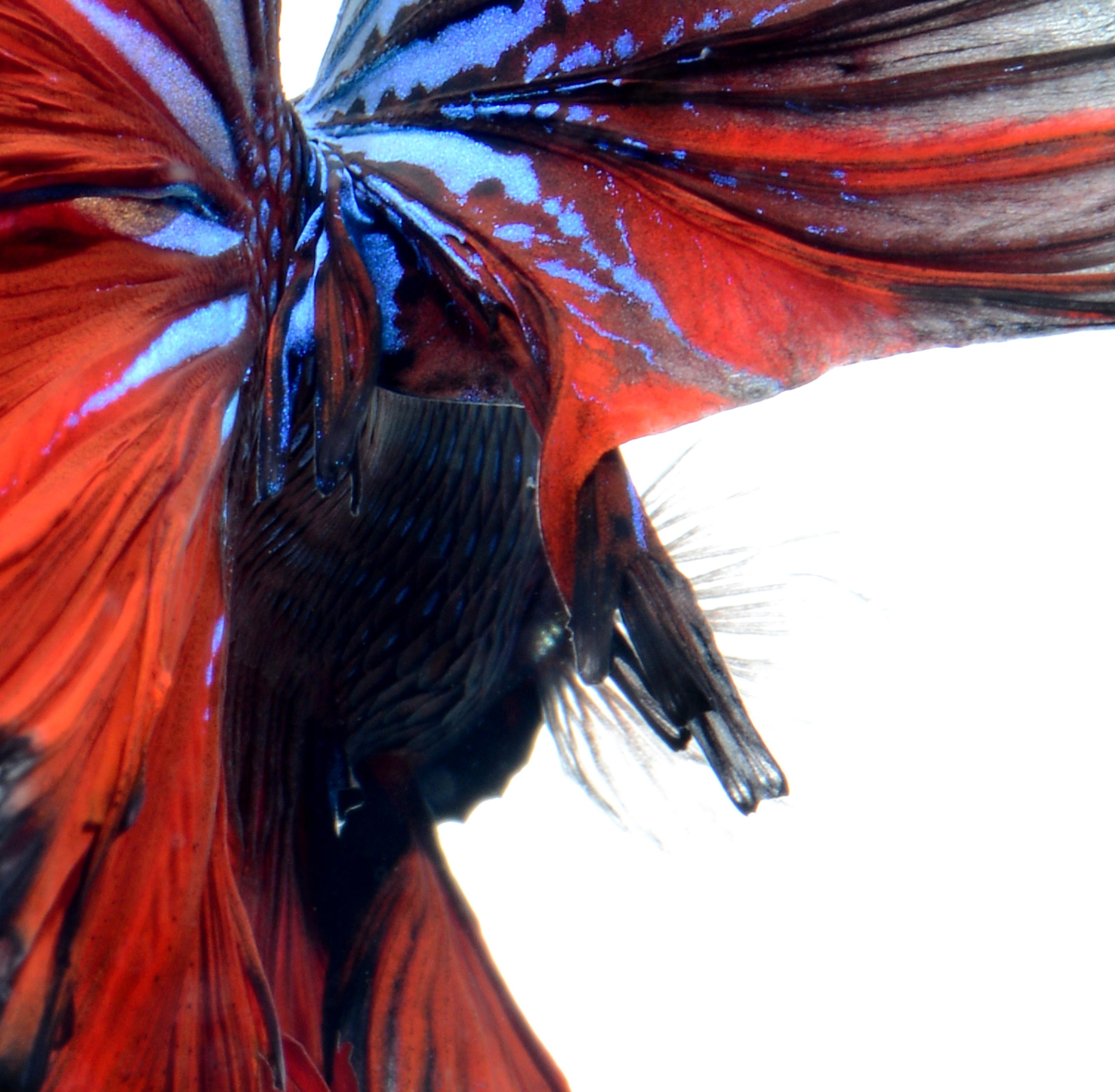 Wing of Fire is a photograph of colorful red and blue Siamese fighting fish on white background.  It is photography printed on glossy paper.  

The photograph comes in 2 sizes:
35.5