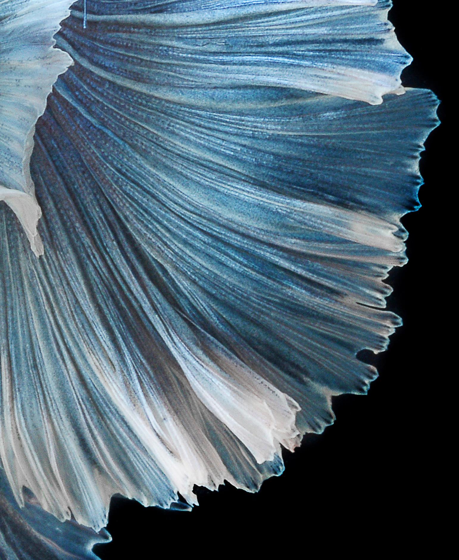 Interlude of the Blue is a photograph of elegant blue Siamese fighting fish on black background.  It is photography printed on glossy paper.  

The photograph comes in 2 sizes:
31.5