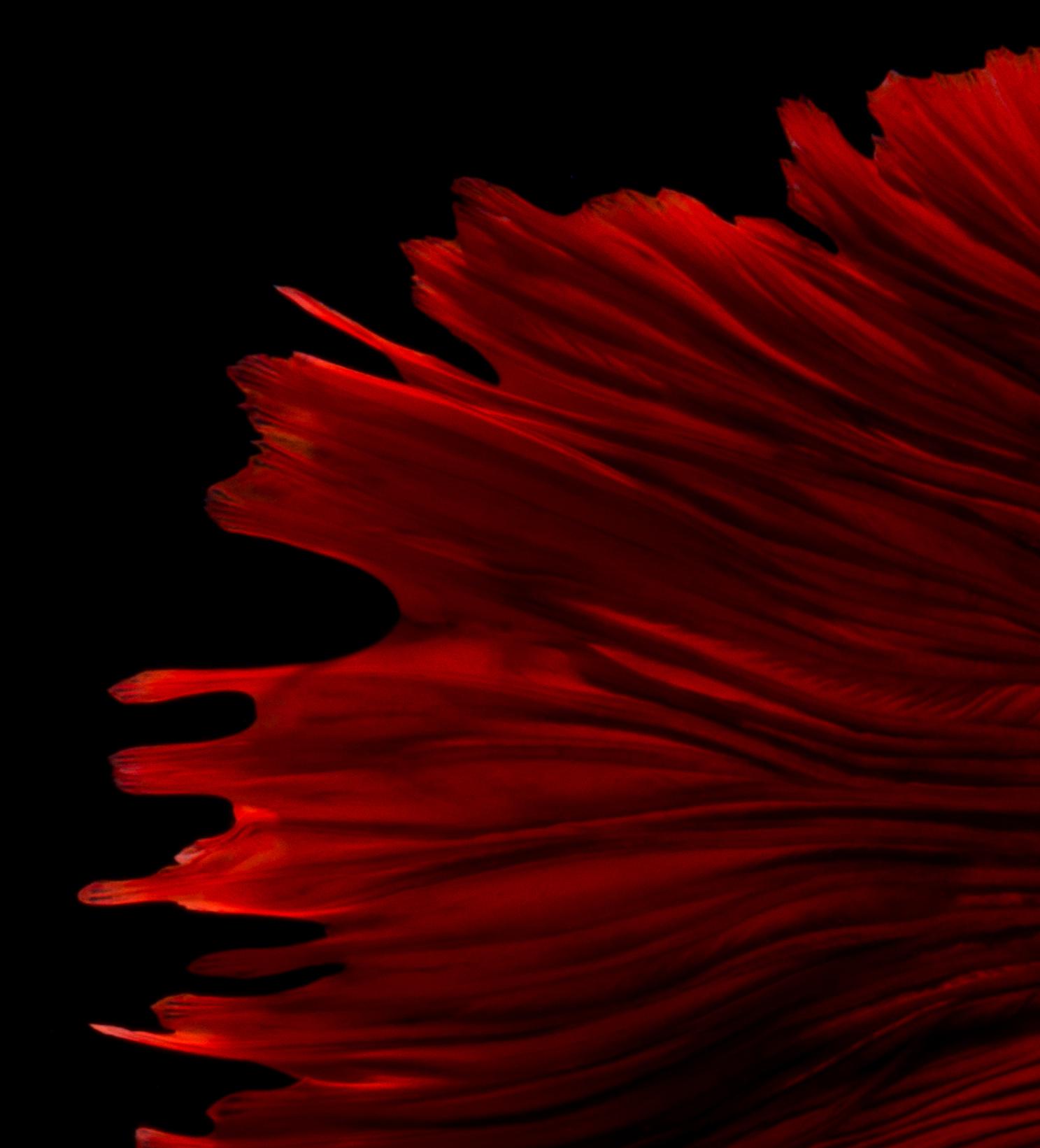 Africa : abstract photography, portrait of nature, contemporary, red and black - Photograph by Visarute Angkatavanich