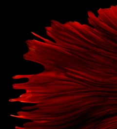 Africa : abstract photography, portrait of nature, contemporary, red and black