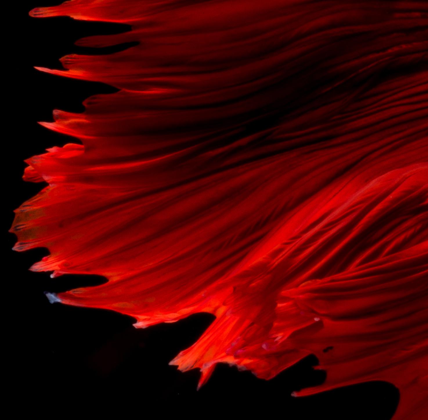 Visarute Angkatavanich Africa Abstract Photography Portrait Of 