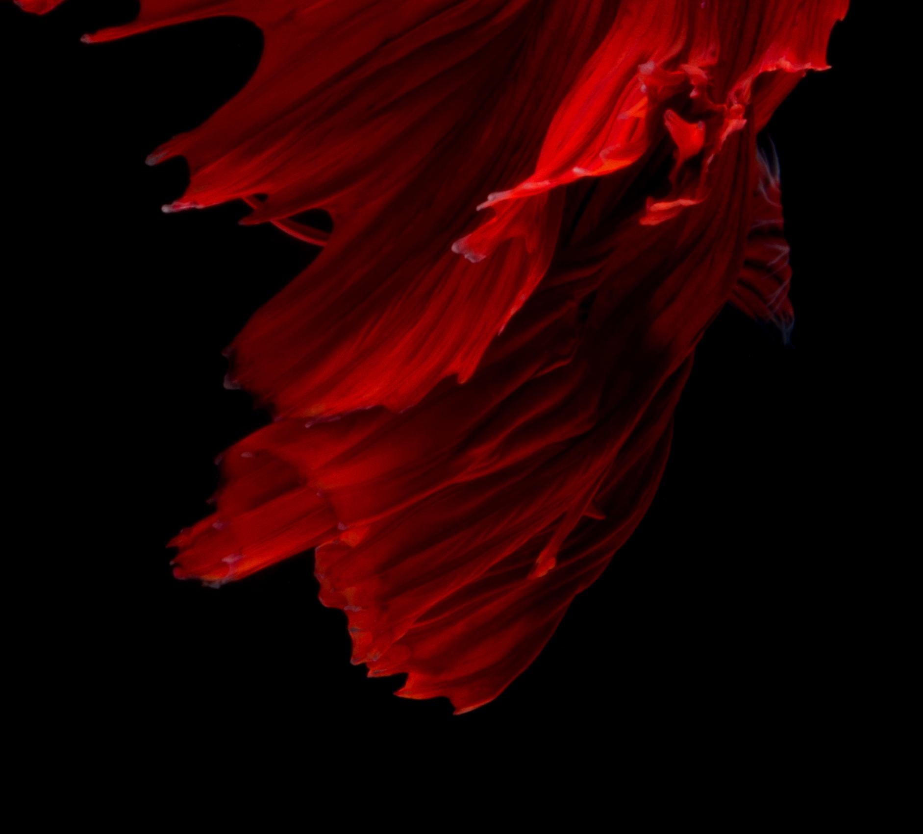 Africa : abstract photography, portrait of nature, contemporary, red and black - Black Figurative Photograph by Visarute Angkatavanich