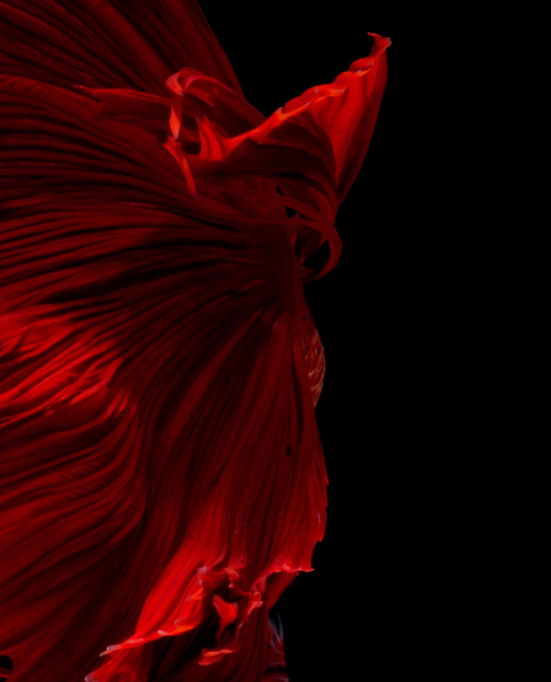 Africa is a photograph of bright red Siamese fighting fish on black background.  It is photography printed on glossy paper.  

The photograph comes in 2 sizes:
35.5