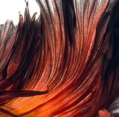 Flame Dancer : abstract photography, portrait of nature, red white and blue art