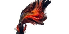 Flame Dancer : abstract photography, portrait of nature, red white and blue art