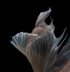 Dance of Spring : abstract photography, portrait of nature, black and white