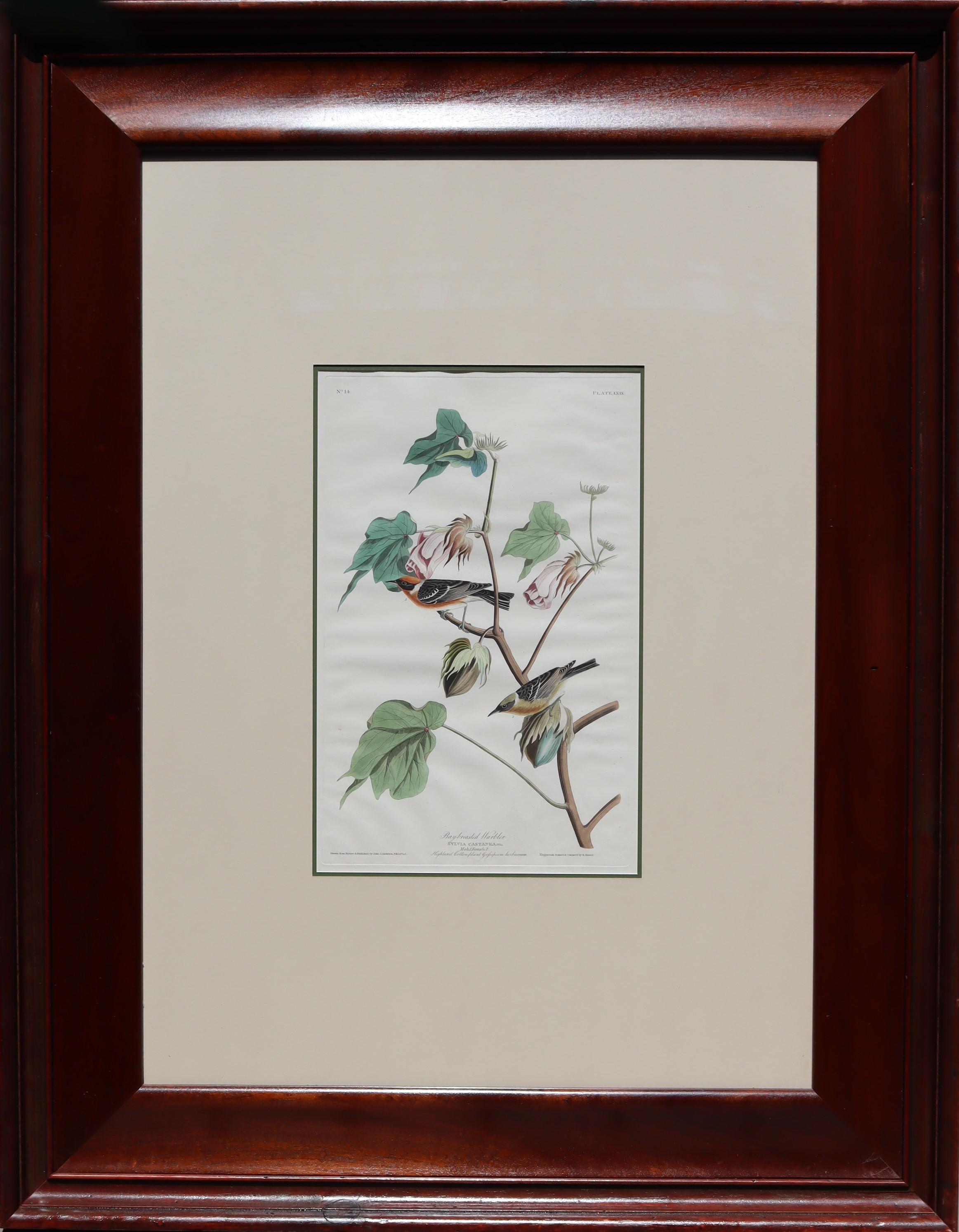 John James Audubon Animal Art - Bay-breasted Warbler, No. 14, Plate LXIX