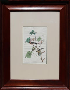 Bay-breasted Warbler, No. 14, Plate LXIX