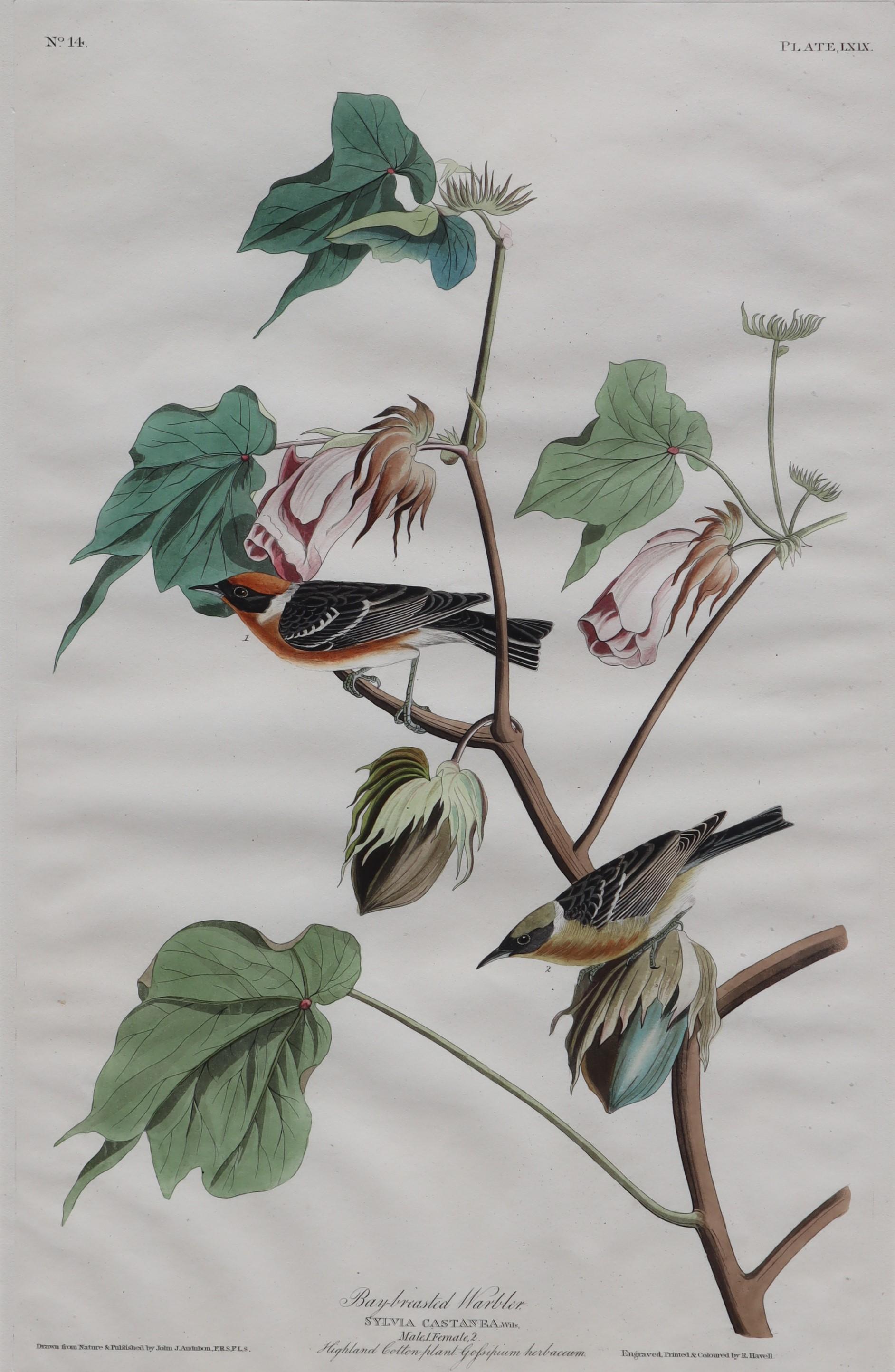 Bay-breasted Warbler, No. 14, Plate LXIX - Art by John James Audubon