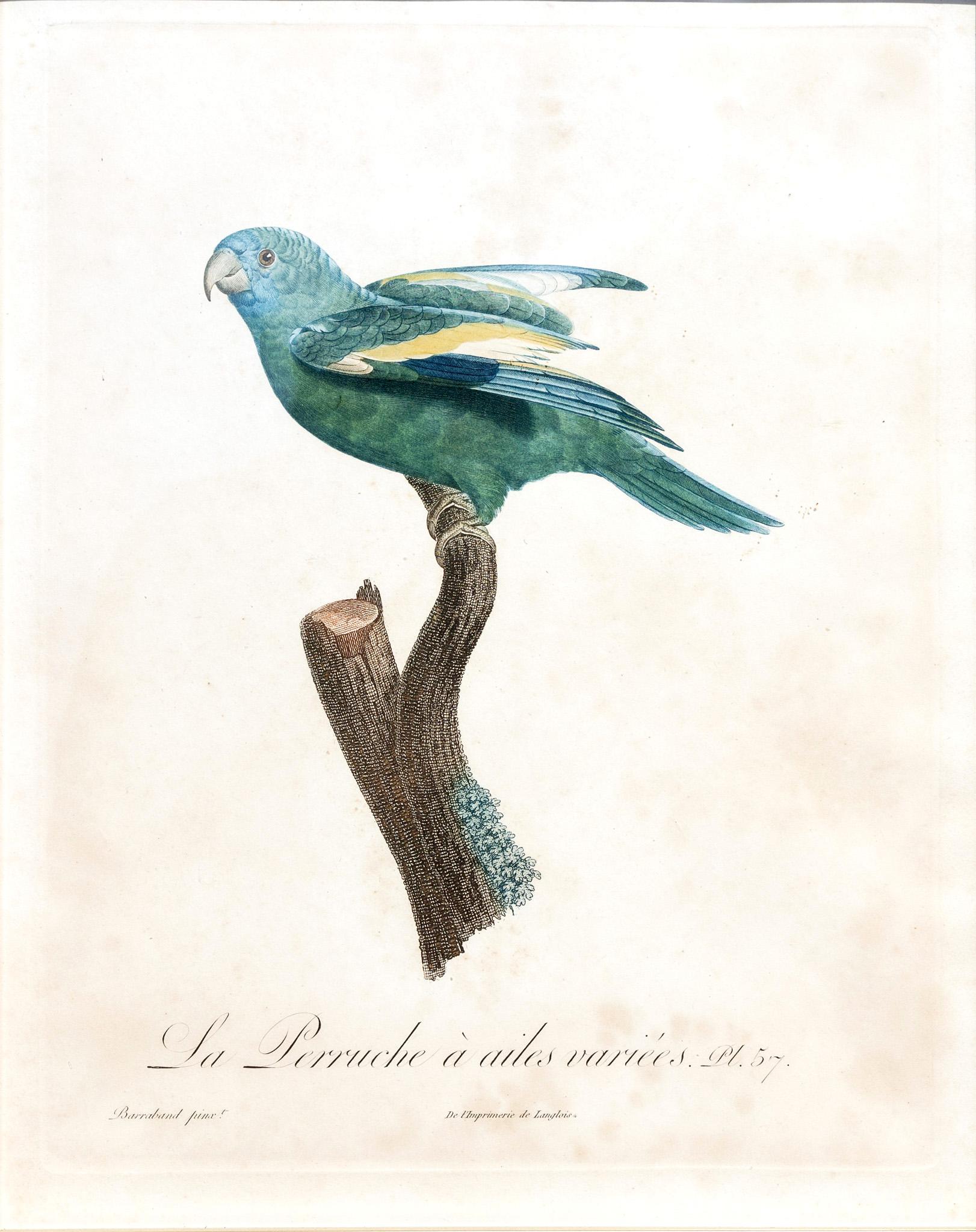 Jacques Barraband Animal Art - La Perruche a Ailes Variees Pt. 57