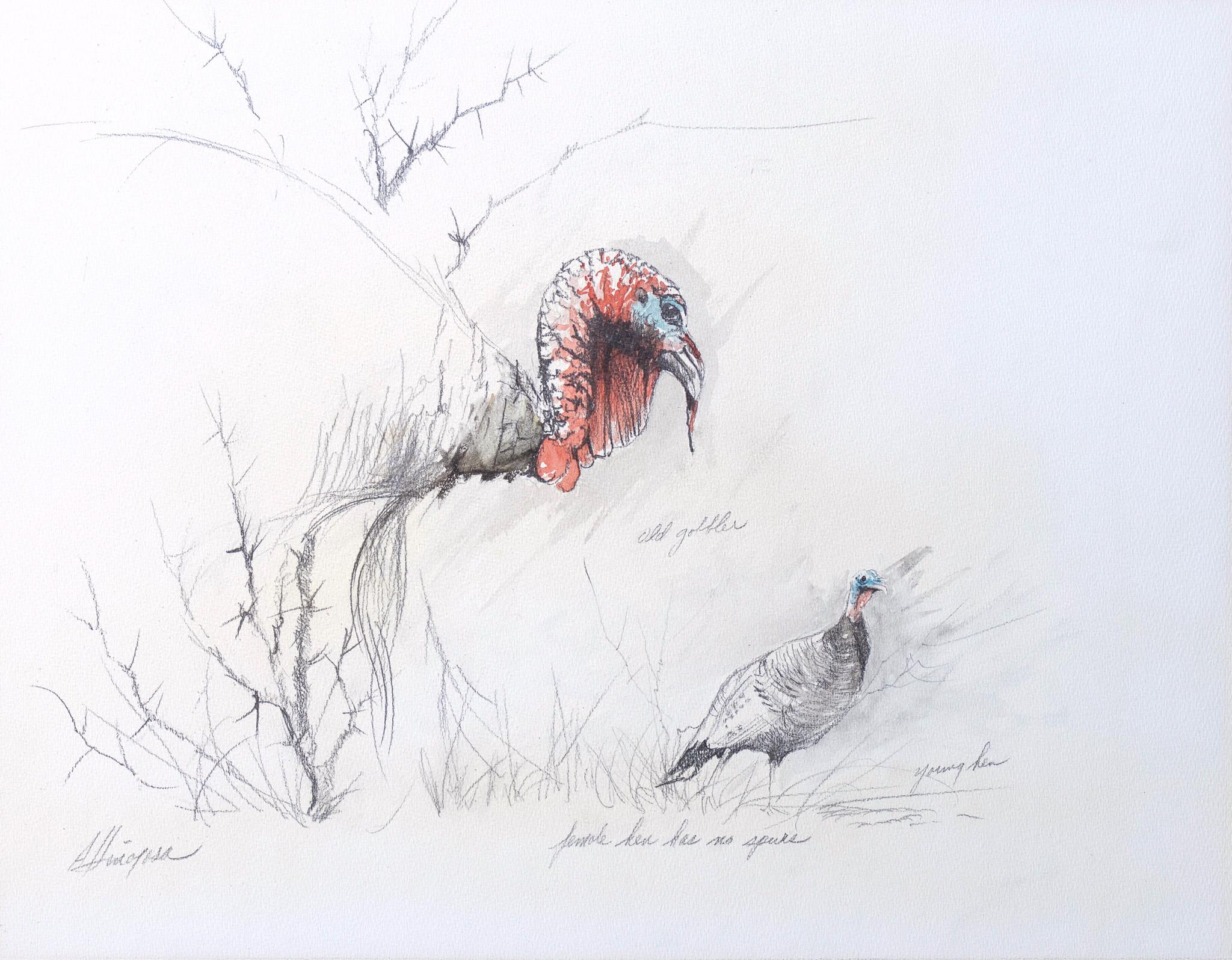 Armando Hinojosa Animal Art - Turkeys