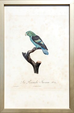 La Perruche Javane, Pl. 69