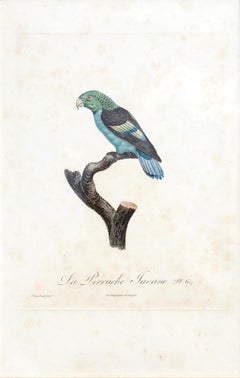 La Perruche Javane, Pl. 69