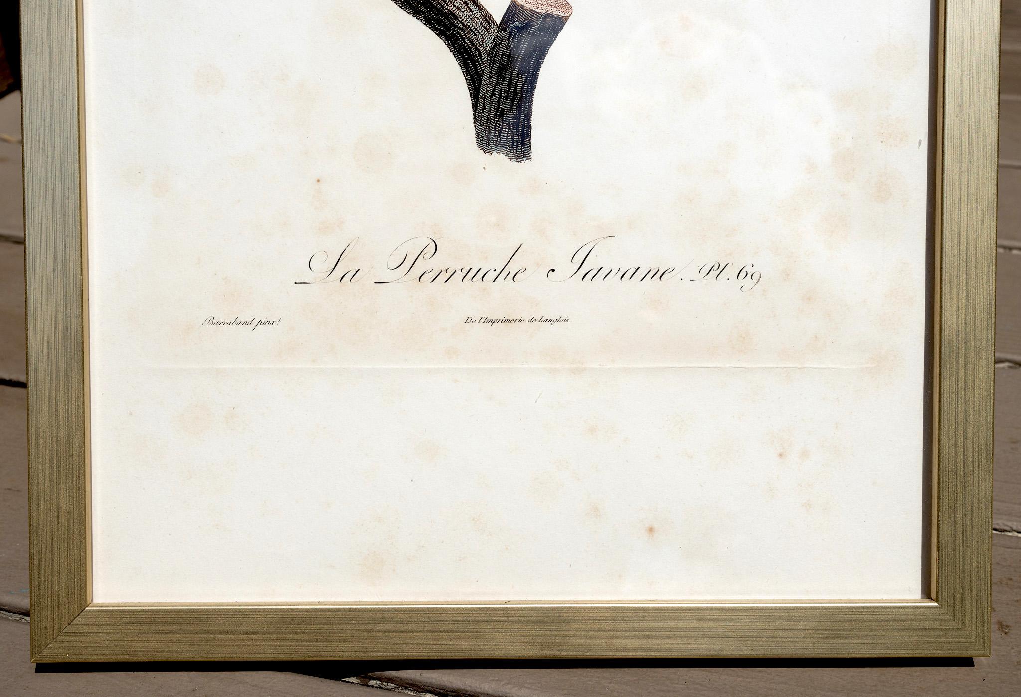 La Perruche Javane, Pl. 69 - White Animal Art by Jacques Barraband