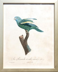 La Perruche a Ailes Variees Pt. 57