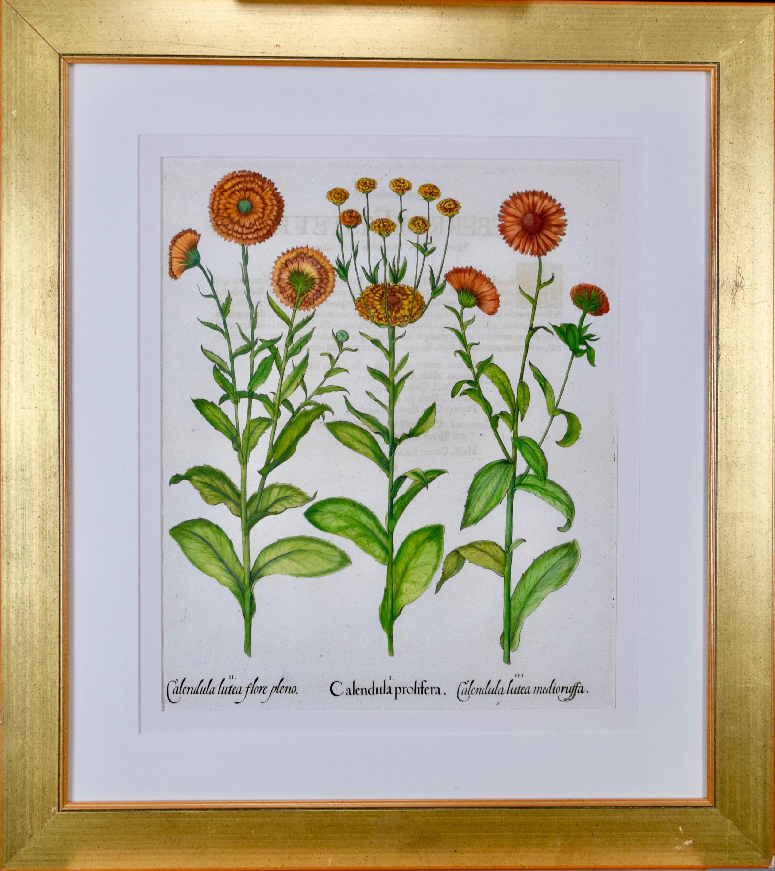 Calendula Flowers: An 18th Century Hand-colored Botanical Engraving by B. Besler