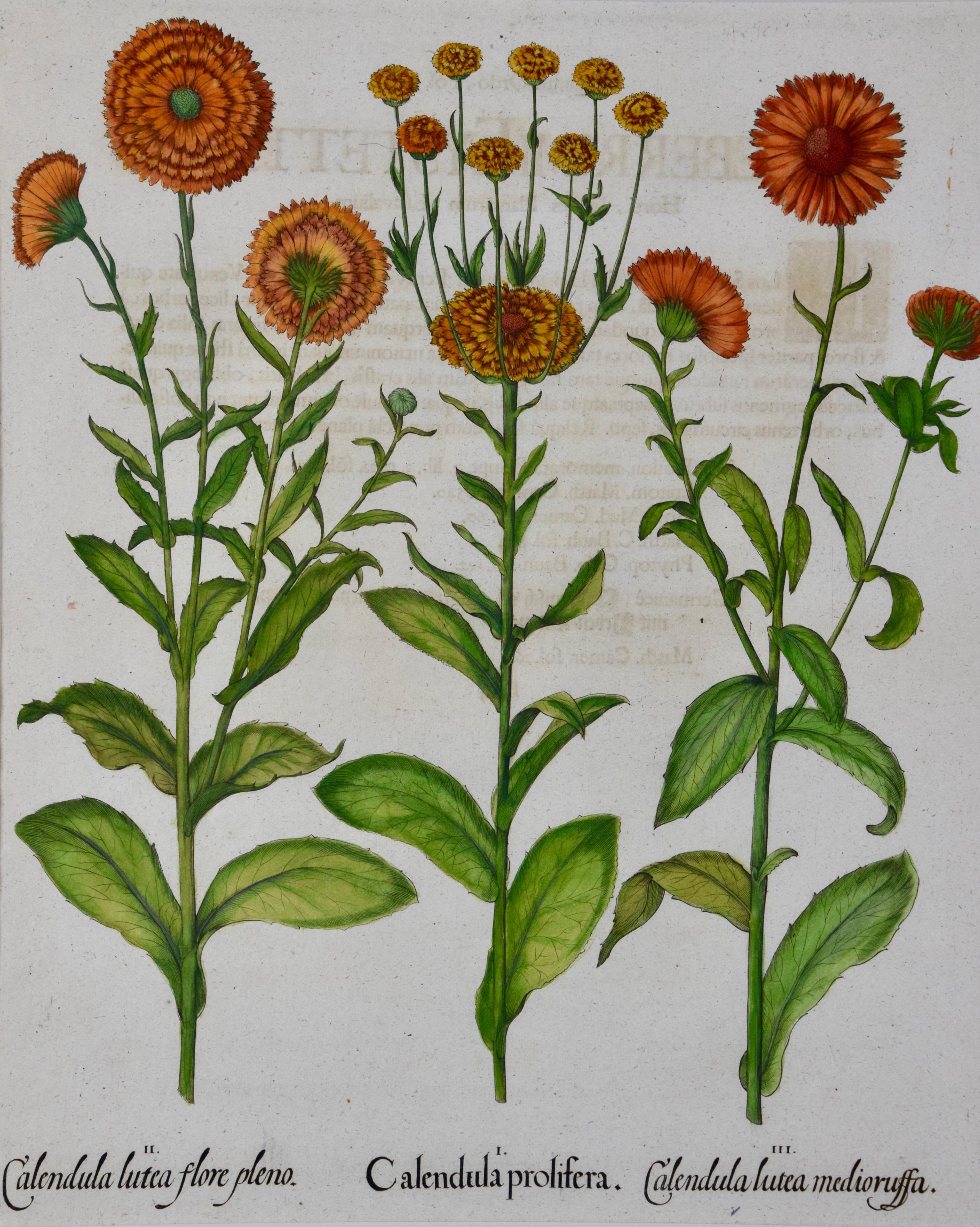 Calendula Flowers : une gravure botanique du 18e siècle colorée à la main par B. Besler - Print de Basilius Besler