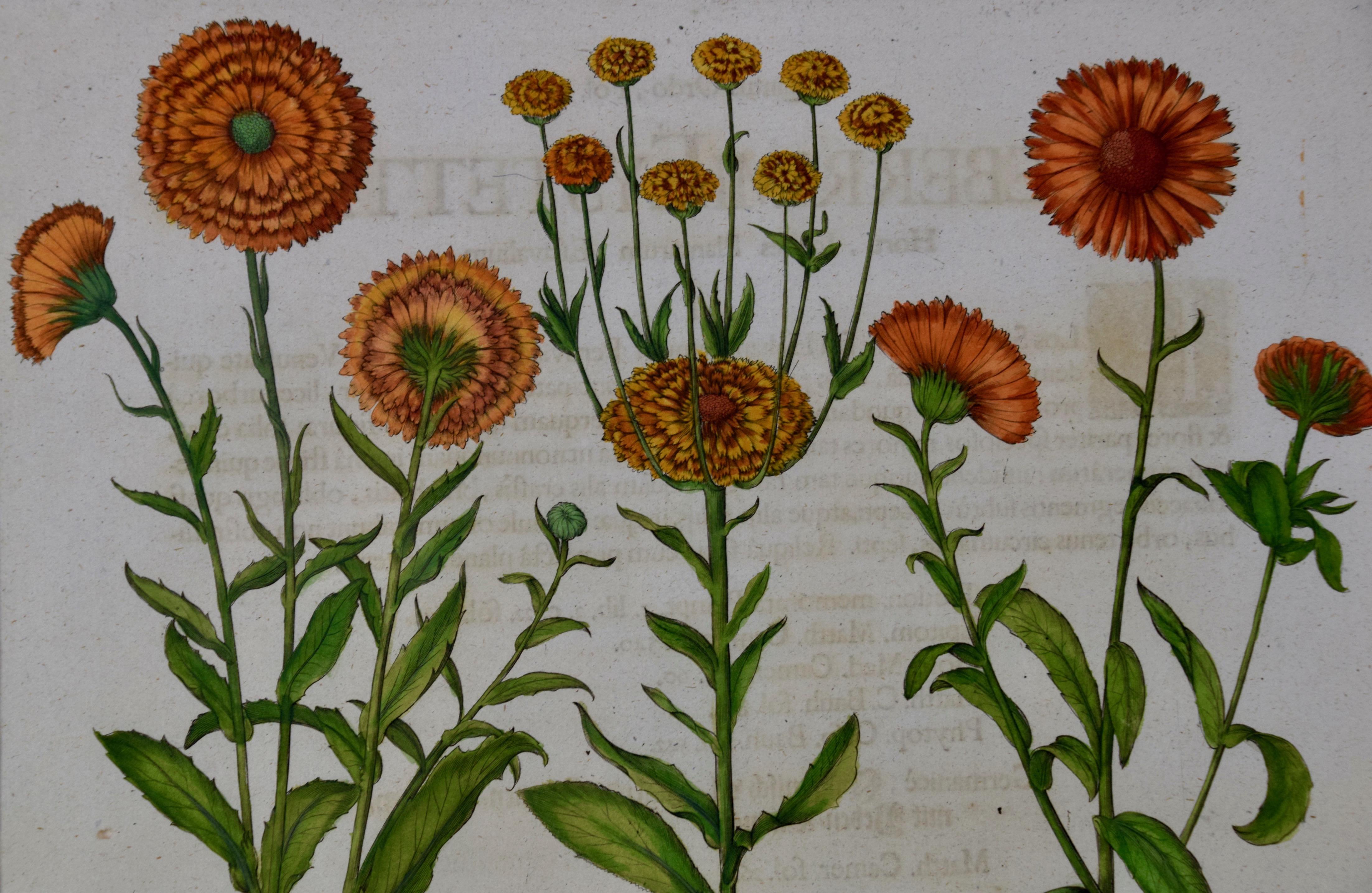 Calendula Flowers : une gravure botanique du 18e siècle colorée à la main par B. Besler - Académique Print par Basilius Besler