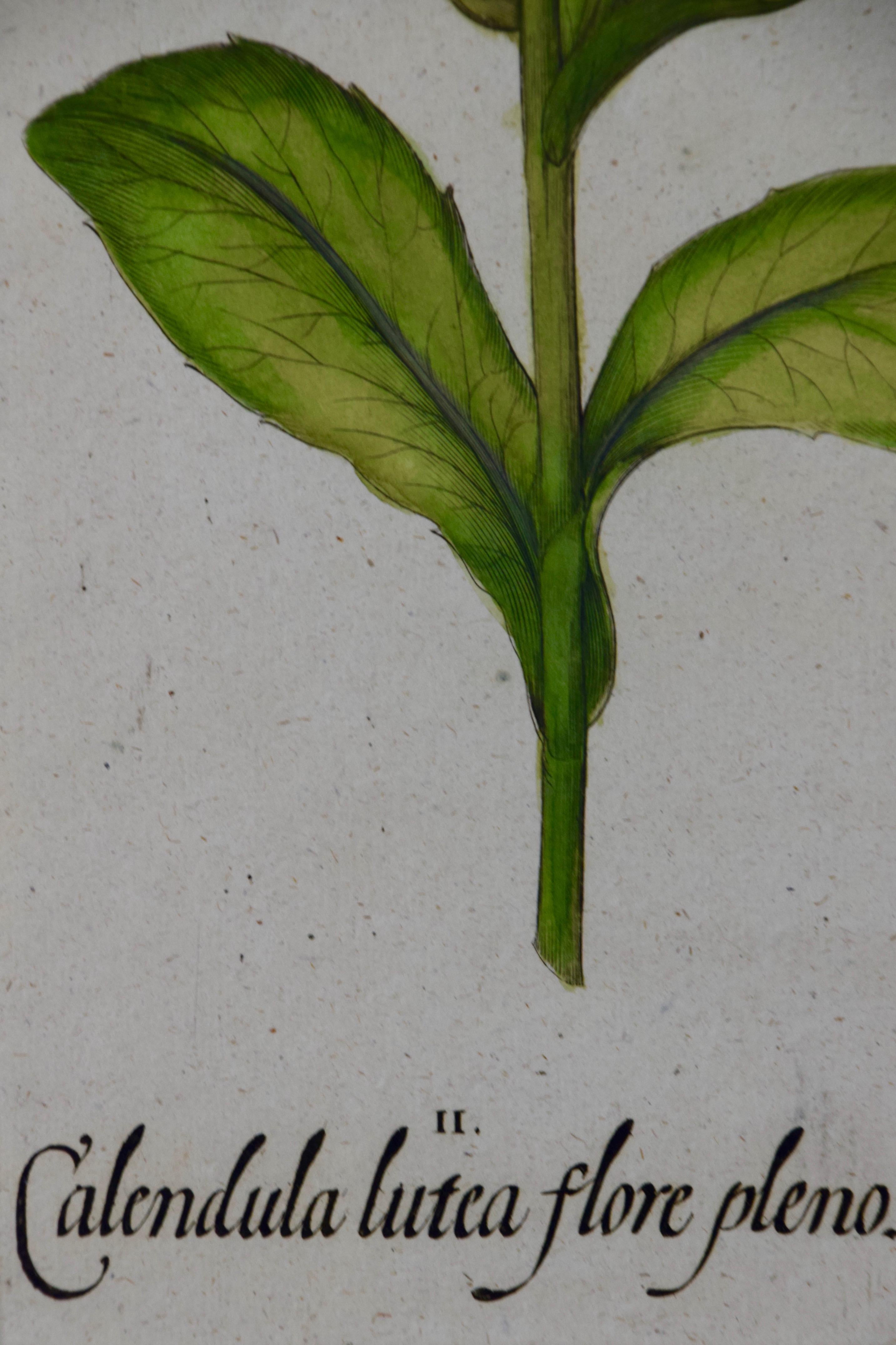 Calendula Flowers : une gravure botanique du 18e siècle colorée à la main par B. Besler - Beige Still-Life Print par Basilius Besler