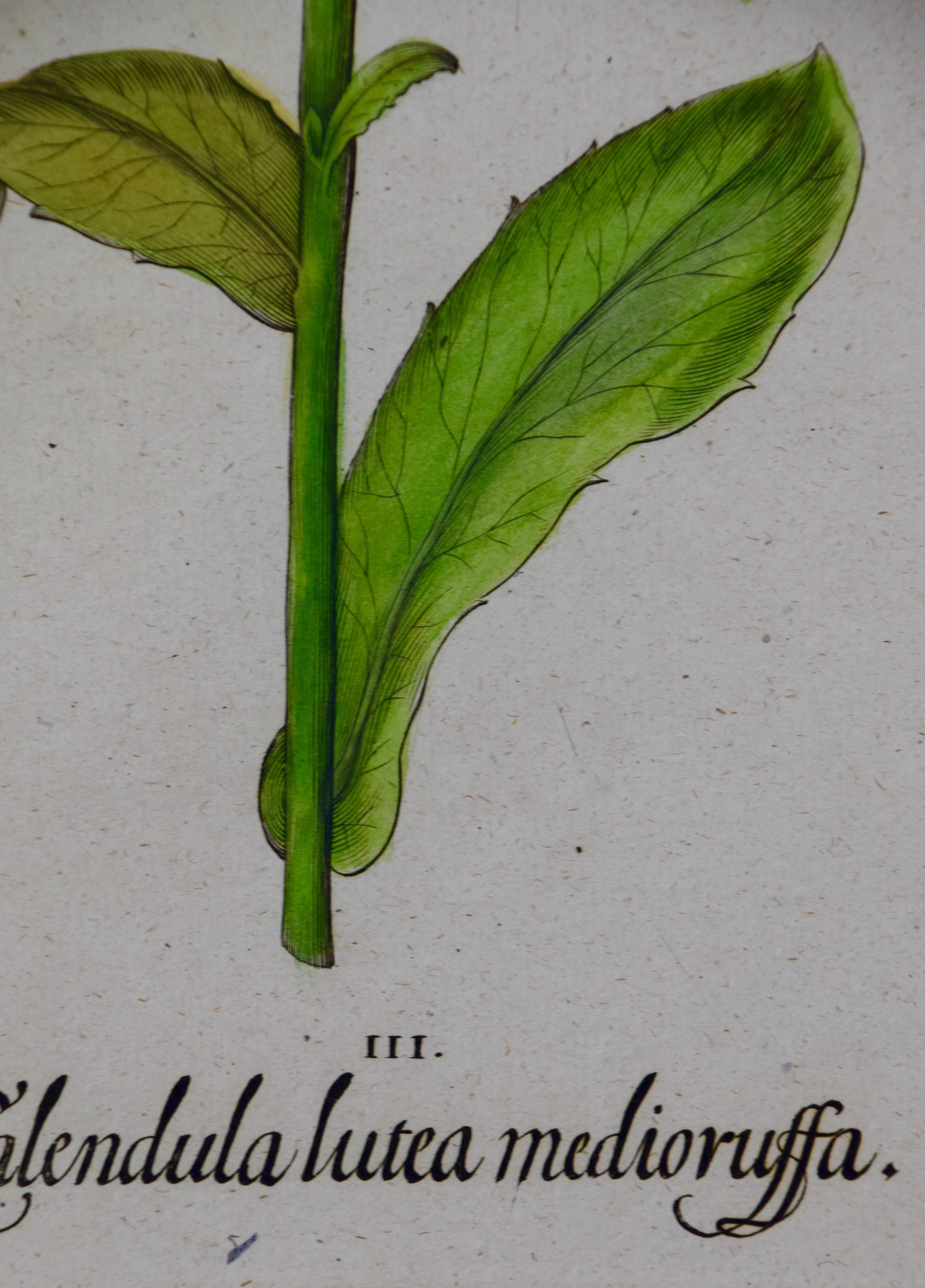 Calendula Flowers : une gravure botanique du 18e siècle colorée à la main par B. Besler en vente 1