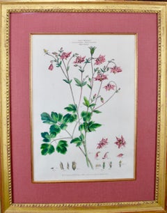 Pair of 18th Century Botanical Engravings of Columbine and Geranium Flowers