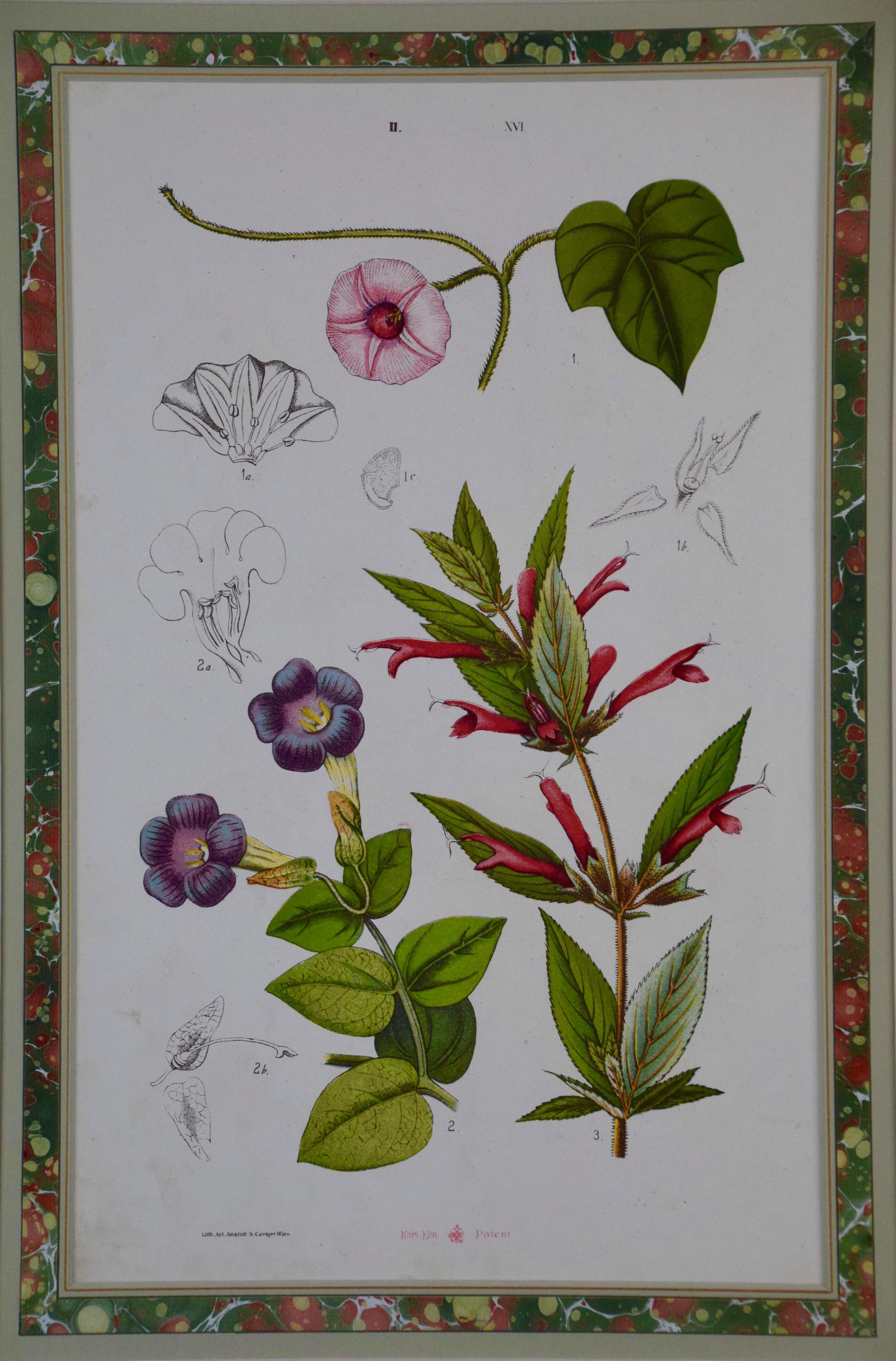 A 19th century Colored Botanical Engraving of Flowers by Czeiger - Print by S. Czeiger 